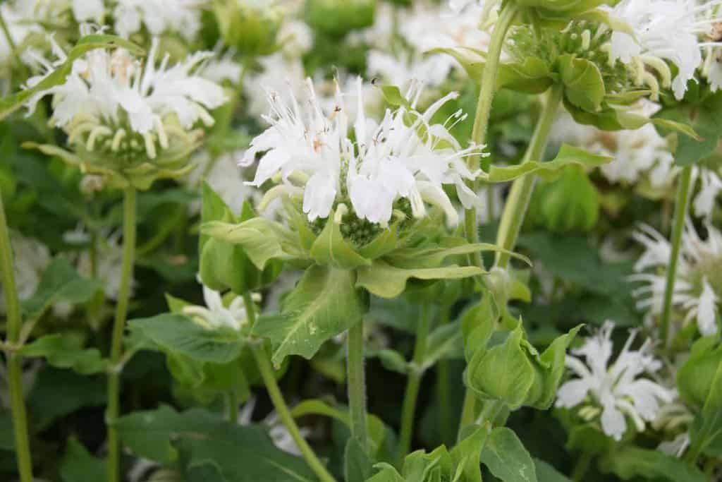Monarda 'Schneewittchen' (Snow White) ---